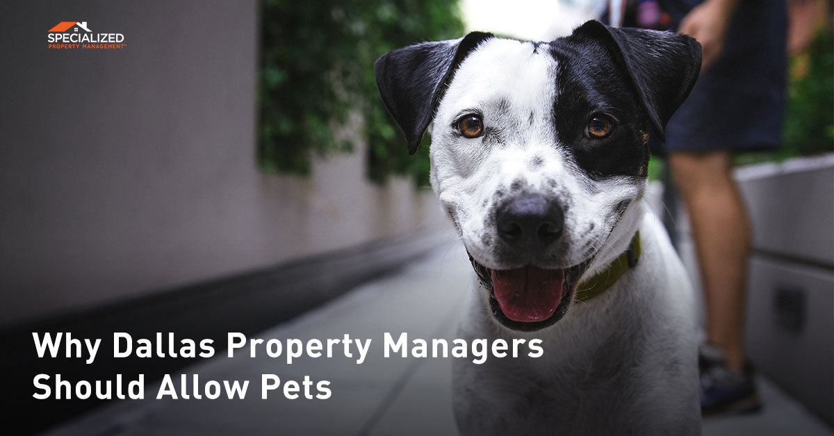 Why Dallas Property Managers Should Allow Pets